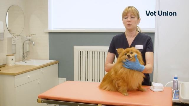 Как чистить уши питомцу смотреть онлайн