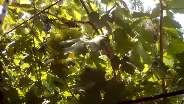 виноград талисман смотреть онлайн