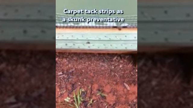 NJ Apiarist Photo - Skunk preventative via carpet tack strips. смотреть онлайн