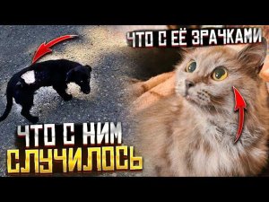 Что случилось со зрачками?  Почему ободран бок у Тихона? Везем их в Ставрополь. Джеси стерилизуем.