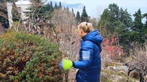 Лагерстремия Индийская - ОБРЕЗКА!