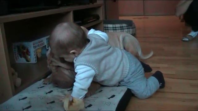 sharpei Arsa and baby смотреть онлайн