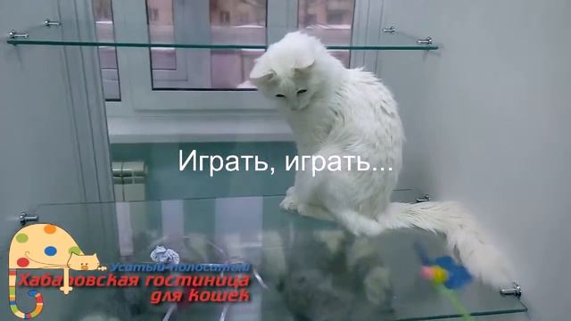 Гостиница для кошек Усатый полосатый смотреть онлайн