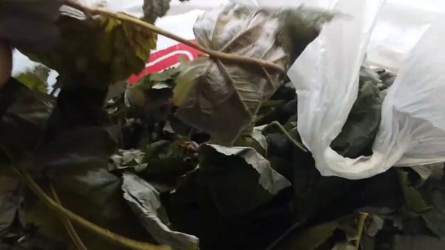 #Тизан/травяной чай/чай из ферментированных листьев малины смотреть онлайн