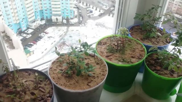 Выращивание лесных ягод на балконе под фитолампами. (Часть 2) Брусника, клюква, черника и пр. смотреть онлайн