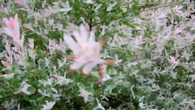 Садовая комната "Хакуро нишики" 29 июня. смотреть онлайн