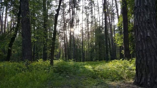 расслабляющая классическая музыка: Бетховен | Моцарт | Шопен | Бах | Шуберт.... Серия 28? смотреть онлайн