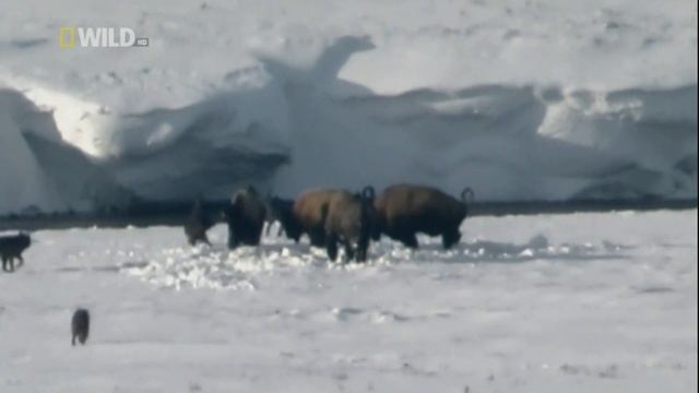 Доисторические хищники / Prehistoric Predators Серия 6 Страшный Серый Волк смотреть онлайн