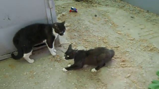 Одесские Коты БЛИЗНЕЦЫ ;)(РОМАН МЕЛЬНИЧЕНКО) смотреть онлайн