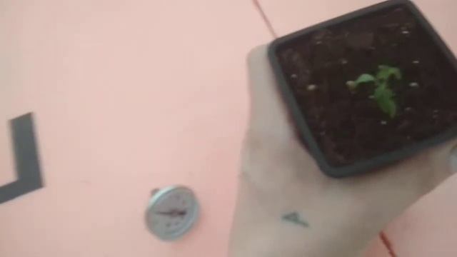 Беда | Теплица в теплице | свеча длительного горения не справилась смотреть онлайн