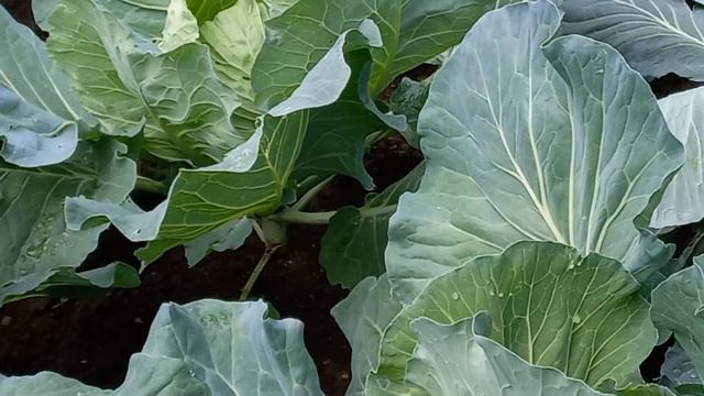 Купили известь пушонку/ Распикировала свеклу/ Актинидия коломикта/ Оборвали листья смотреть онлайн