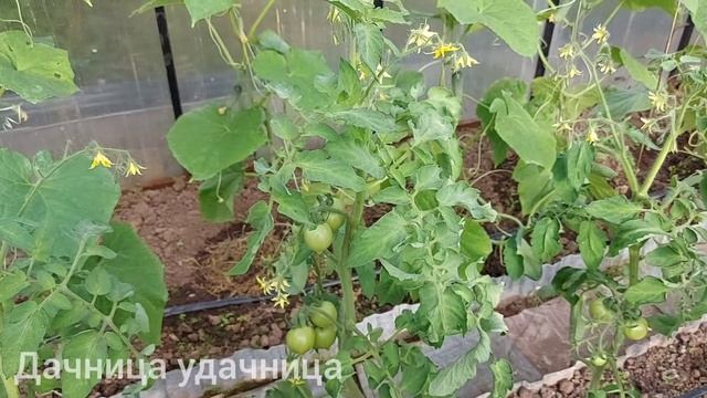 Не пропустите важную подкормку томатов! После такой подкормки томаты будут расти и наливаться смотреть онлайн