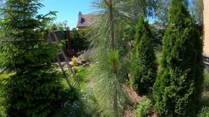 Сосна желтая (Pinus ponderosa Penaz)