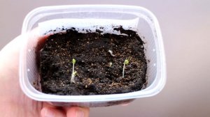 Чистец Овечьи ушки - растение которое меня удивило