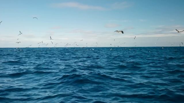 Canary Islands - Part I: Life at the Limit - Go Wild смотреть онлайн