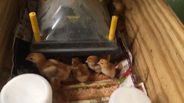 Experimenting with an older incubator. смотреть онлайн