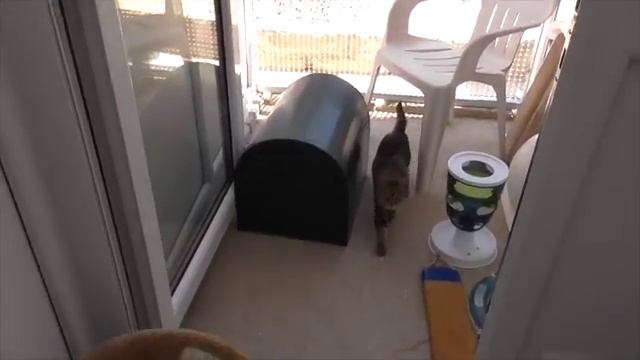 Four cats in Pen 16 at Yorkshire Cat Rescue (June 28, 2015) смотреть онлайн