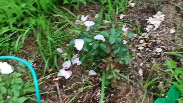 Пэт Остин, Коко-Локо, Сноу Вайт, Супер Трупер,Новалис,огромные гладитолусы.Моя собака ? смотреть онлайн