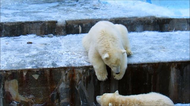 Мишки в ожидании еды. 11.11.19 г. смотреть онлайн