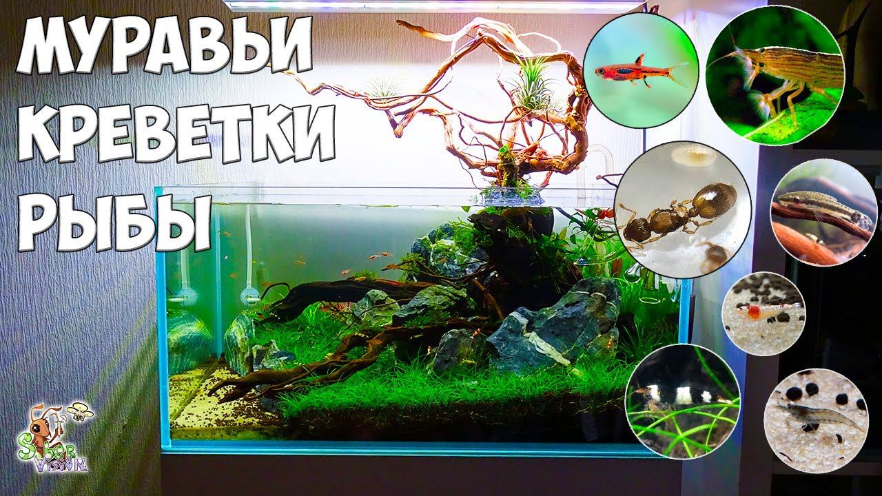 Заселяем муравьев, креветок и рыб ● АКВАФОРМИКАРИЙ смотреть онлайн