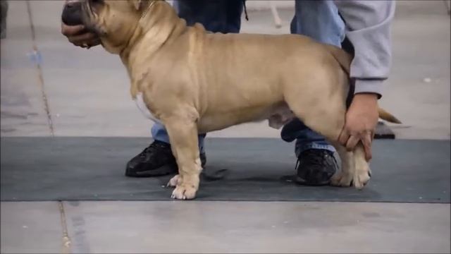 American bully, dogs, Американский булли. смотреть онлайн