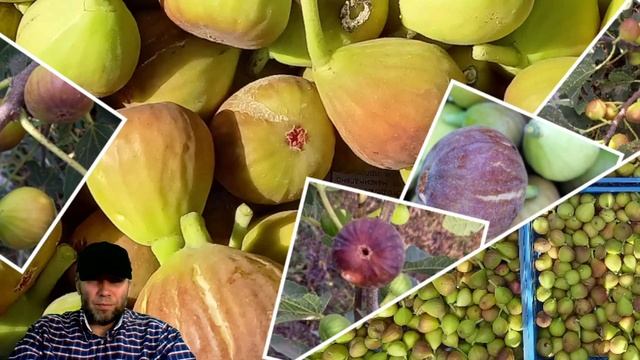 Выращивание инжира. Саженцы и черенки инжира. Лучшие сорта инжира. #владинжирный #саженцы #инжир смотреть онлайн