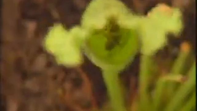 Растения-хищники 1 смотреть онлайн