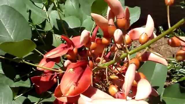 Erythrina crista-galli in bloom смотреть онлайн