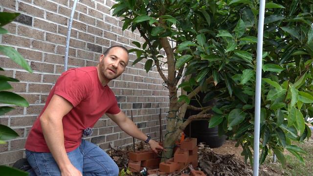 Easy DIY Guide To Protecting FRUIT TREES From Cold смотреть онлайн