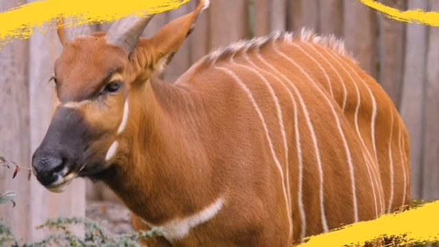 Top 5 Animals Found Only In Africa For Kids #Wildanimals #Africa #Travel