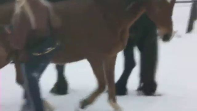 Irgin with horses смотреть онлайн