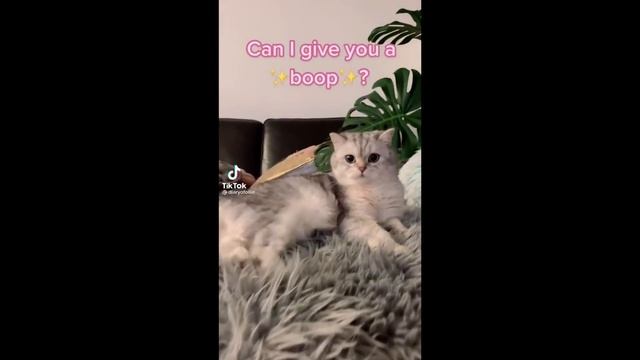 Cute Pet Videos To Brighten Your Day ?❤️ | Animal TikToks