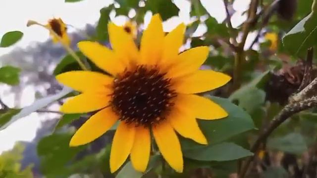 Surah Rahman | Ep - 0011 By Qari zeshan | سورہ رحمٰن55 |Beautiful Recitation Life смотреть онлайн