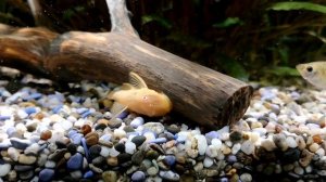 РАДУЖНИЦЫ. СОДЕРЖАНИЕ И РАЗВЕДЕНИЕ В АКВАРИУМЕ