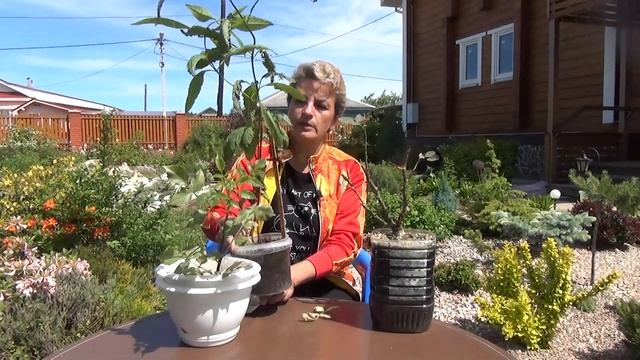 Как уничтожить паутинного клеща? Биопрепарат от клещей Фитоверм смотреть онлайн