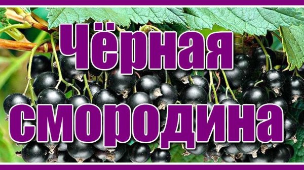 "Чёрная смородина" / Sevenrose / Красивая песня о любви. Послушайте!