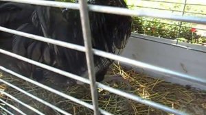 Выставка г. Конотоп 23.05.2015 - порода кур Андалузы