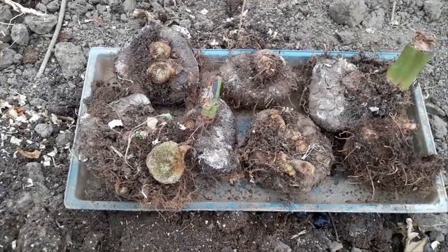 Зимнее хранение клубневой бегонии. Ответ подписчику. смотреть онлайн