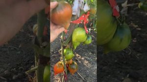 Томаты Бориса Сонина 2021 года. Выпуск 2