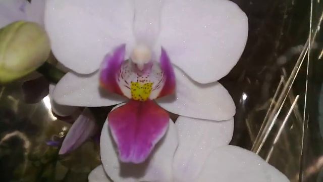 ОРХИДЕИ В ЛЕРУА,УЦЕНКИ ЦВЕТОВ смотреть онлайн