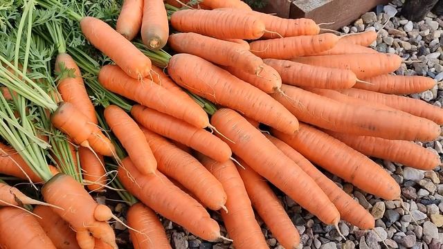 Этот сорт МОРКОВИ РЕКОМЕНДУЮ ВСЕМ!???? смотреть онлайн