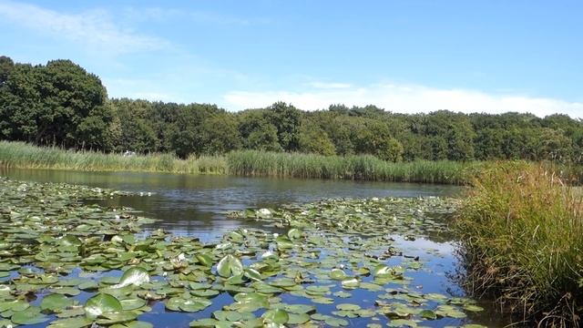 Zhiyun Smooth Q 2 DIY Mounts For The Sony RX100 III