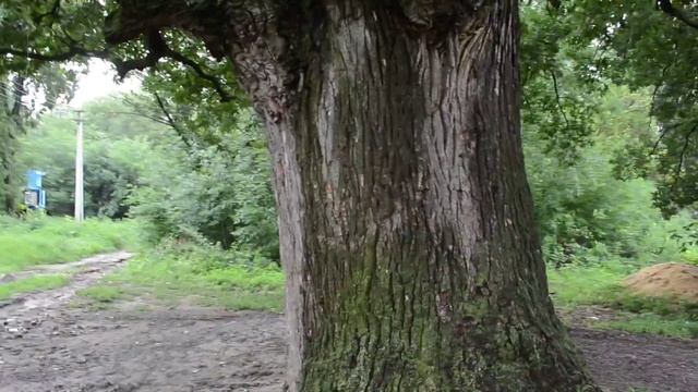 Древний Дуб Друид ! Конь-Колодезь ( Липецкая область ) смотреть онлайн