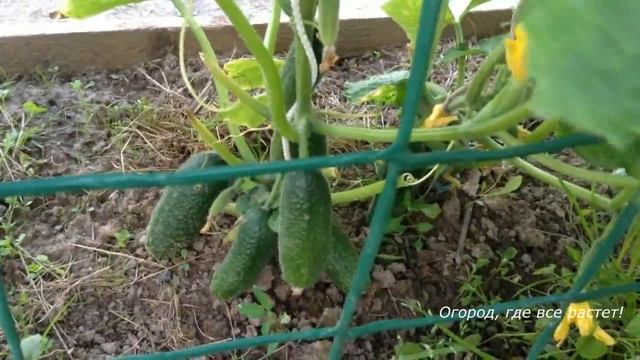 224. Мой огород. Обо всем понемногу смотреть онлайн