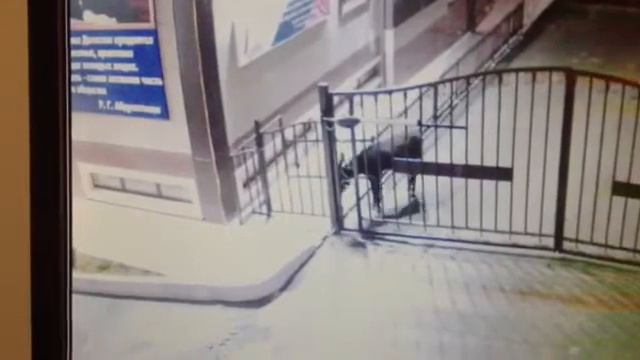 умный осел. смотреть онлайн