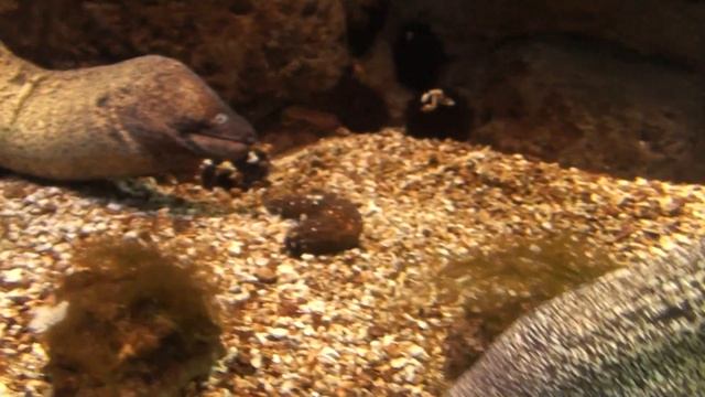 Sony HDR-SR10E.m2ts смотреть онлайн