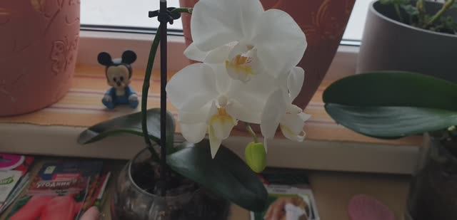 Герань после обрезки / Лук выборок