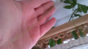 Маракуйя в домашних условиях часть 2.