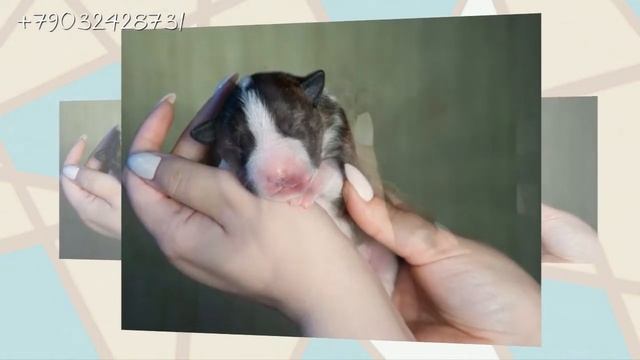 МАЛЫШИ МИНИ БУЛЬТЕРЬЕРА ЖДУТ ВЛАДЕЛЬЦЕВ смотреть онлайн