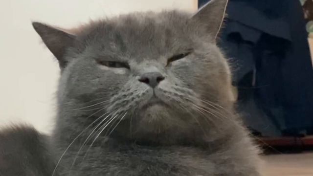 Flëur - тёплые коты (COVER) видео рай из котиков смотреть онлайн